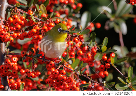 鳥的白眼睛，綠色的身體，戴著白眼鏡，被誤認為是鶯 92148264