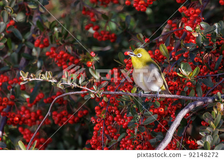 鳥的白眼睛，綠色的身體，戴著白眼鏡，被誤認為是鶯 92148272