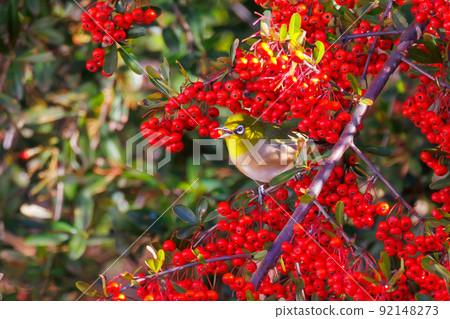 鳥的白眼睛，綠色的身體，戴著白眼鏡，被誤認為是鶯 92148273