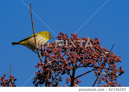 鳥的白眼睛，綠色的身體，戴著白眼鏡，被誤認為是鶯 92148293