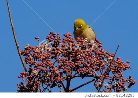 A bird white-eye with a green body and white glasses that is mistaken for a warbler A bird white-eye with a green body and white glasses that is mistaken for a warbler 92148295