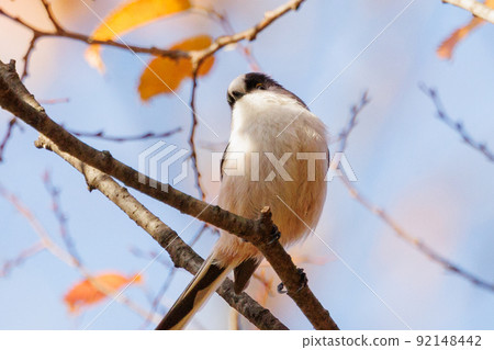 Long-tailed tit, a small white bird with a lovely gesture 92148442