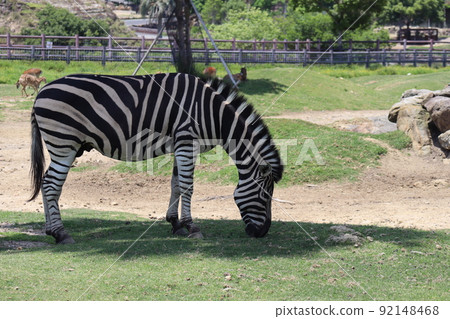 A landscape of a zoo with Chapman zebras eating green grass 92148468