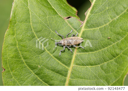 Katsuo Weevil 92148477