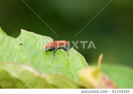 Katsuo Weevil 92148485