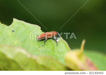 Katsuo Weevil Katsuo Weevil 92148493