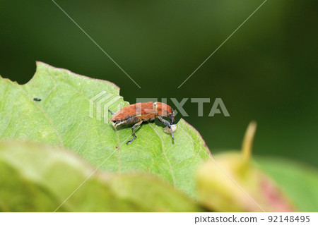 Katsuo Weevil 92148495