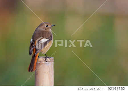 可愛的冬季鳥類達里安Redstart 可愛的冬季鳥類達里安Redstart 92148562