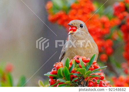 Adorable winter bird Daurian Redstart and red fruit Adorable winter bird Daurian Redstart and red fruit 92148682