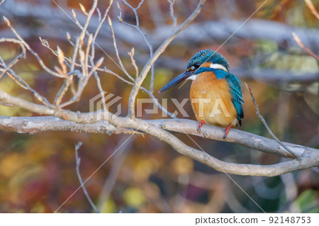 Ruri-colored popular kingfisher Ruri-colored popular kingfisher 92148753