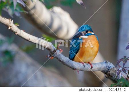 Ruri-colored popular kingfisher 92148842