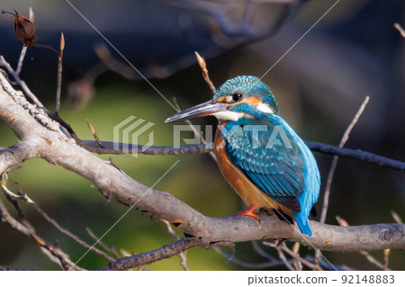 Ruri-colored popular kingfisher Ruri-colored popular kingfisher 92148883