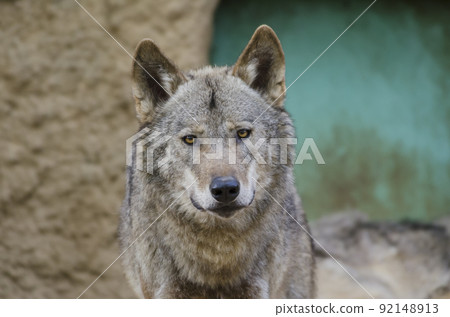 狼,犬,狼,狼,犬,食肉動物 狼,犬,狼,狼,犬,食肉動物 92148913
