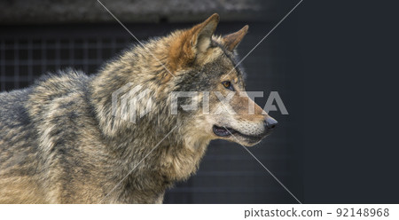 Wolf, canine, wolf, wolf, canine, carnivore 92148968
