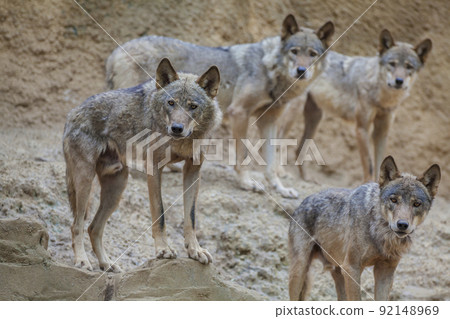 Wolf, canine, wolf, wolf, canine, carnivore 92148969