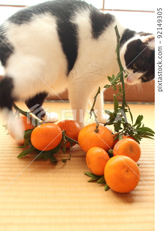 A cat that smells oranges A cat that smells oranges 92149305