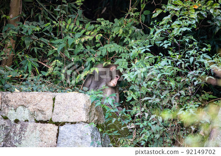 EOS5D. Hiroshima city, wild monkeys. 92149702