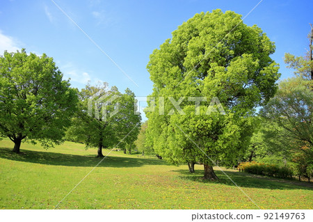 Fresh green park Fresh green park 92149763