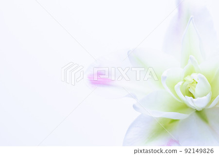 White lily flower stock photos White lily flower stock photos 92149826