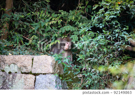 EOS5D. A wild monkey in Hiroshima city and a rainy day city. 92149863