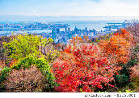 濃濃的藥草園的秋葉和神戶的城市景觀 92150001