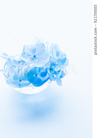 繡球花藍花 庫存照片 92150085