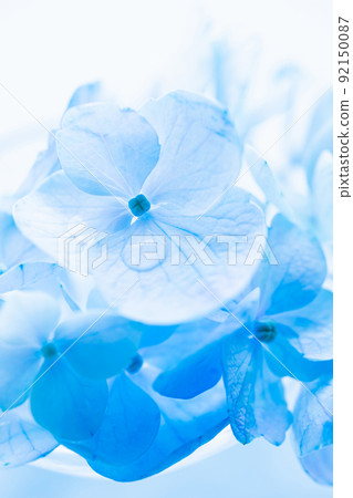 繡球花藍花 庫存照片 繡球花藍花 庫存照片 92150087