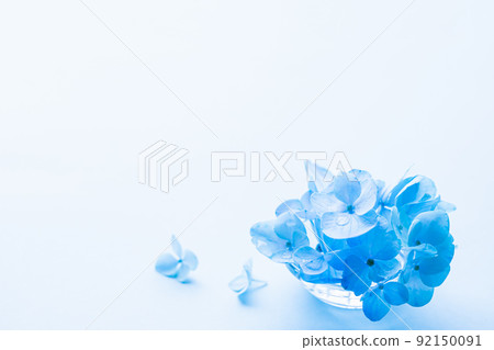 Hydrangea blue flower stock photos Hydrangea blue flower stock photos 92150091