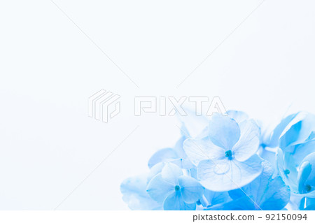 Hydrangea blue flower stock photos Hydrangea blue flower stock photos 92150094
