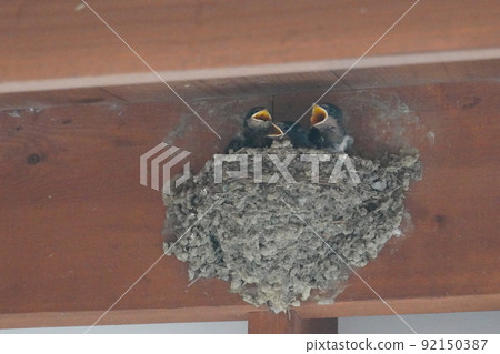 A landscape of a tree swallow child begging his parents for food 92150387