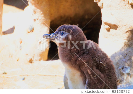 Umigatari Magellanic penguin chick Umigatari Magellanic penguin chick 92150752