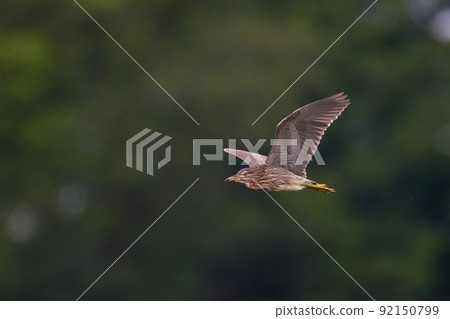 飛翔的星葵/夜鷺_5 92150799