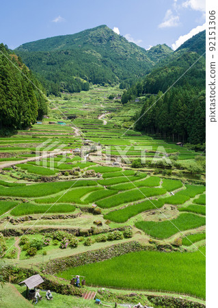 Yotsuya Rice Terraces in early summer 92151306