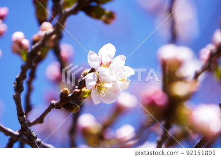 櫻花和芽 櫻花和芽 92151801