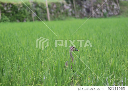 A landscape of a spot-Billed turtle appearing in a rice field of green rice A landscape of a spot-Billed turtle appearing in a rice field of green rice 92151965