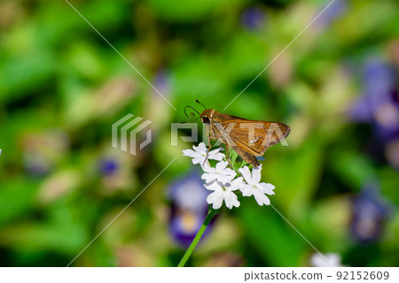 芝麻豹和花 芝麻豹和花 92152609