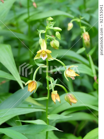 滋賀縣米原市山室濕原的Epipactis thunbergii 92153041