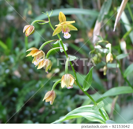滋賀縣米原市山室濕原的Epipactis thunbergii 92153042