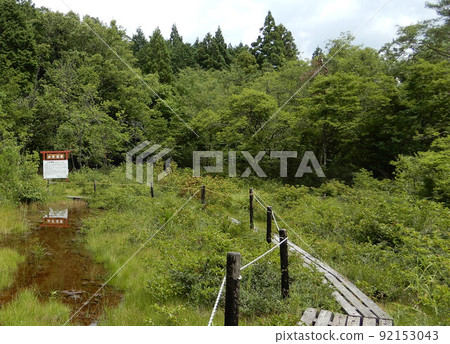 滋賀縣米原市山室沼澤的木棧道 92153043