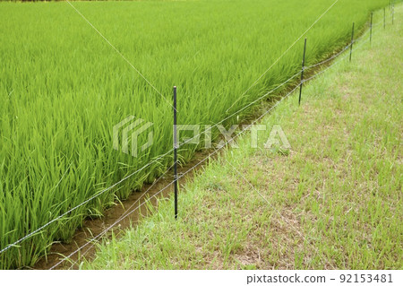 安裝在稻田旁的防蟲電圍欄 92153481