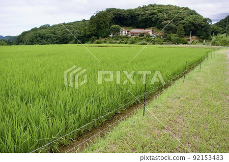 Electric fence for pest prevention installed beside paddy fields 92153483