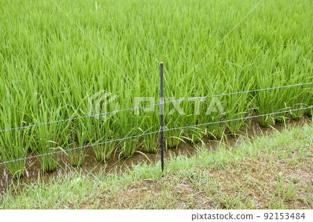 Electric fence for pest prevention installed beside paddy fields 92153484