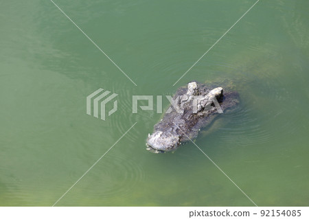 Close up big head crocodile is show head in river 92154085