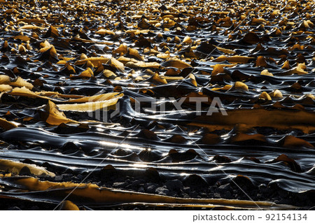 利尻海帶 92154134