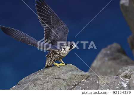 遊隼⑨(北海道) 遊隼⑨(北海道) 92154329