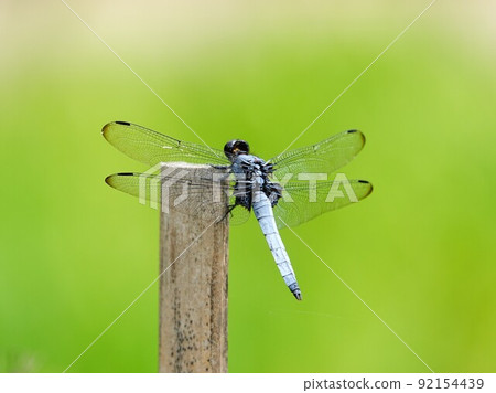 Orthetrum albisum 棲息在木樁上 Orthetrum albisum 棲息在木樁上 92154439