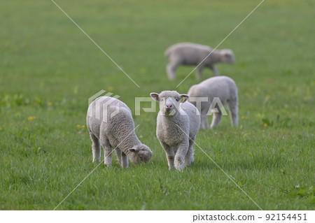 Sheep ③ (Hokkaido) Sheep ③ (Hokkaido) 92154451
