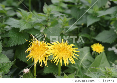 Isolated dandelion with dew on blue sky background. Close-up of dewdrop on the head of dandelion Isolated dandelion with dew on blue sky background. Close-up of dewdrop on the head of dandelion 92154673