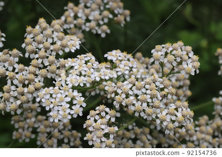 初夏日本公園裡盛開的白蓍草花 初夏日本公園裡盛開的白蓍草花 92154736