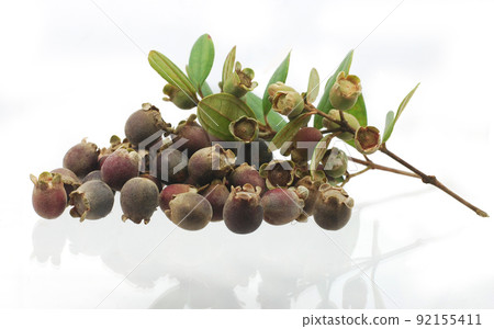 rose myrtle or hill gooseberry isolated on white background rose myrtle or hill gooseberry isolated on white background 92155411
